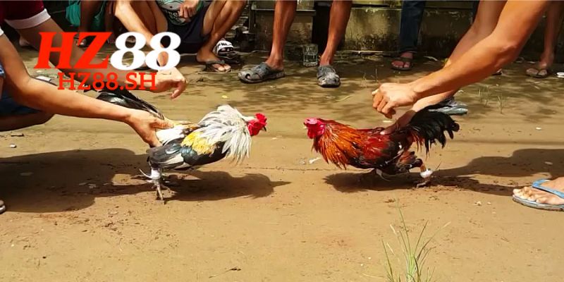 Đá Gà HZ88 – Trải Nghiệm Những Trận Đấu Đỉnh Cao 3 Lợi ích to lớn khi tham gia đá gà HZ88
